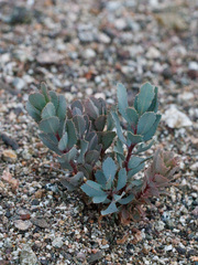 Arctostaphylos glauca