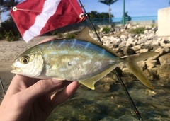 Caranx bartholomaei