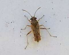 Nysius vinitor