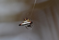 Gasteracantha geminata