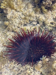 Heliocidaris
