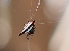 Gasteracantha geminata
