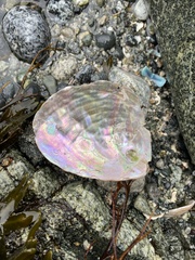 Haliotis kamtschatkana