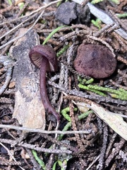 Pseudobaeospora deckeri