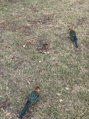 Platycercus icterotis