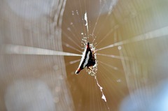 Gasteracantha geminata