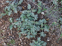 Ambrosia confertiflora