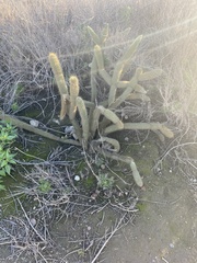 Bergerocactus emoryi