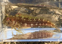 Parablennius marmoreus