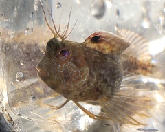 Parablennius marmoreus