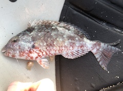 Sparisoma chrysopterum