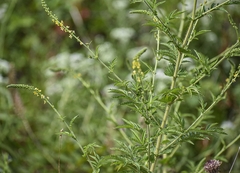 Agrimonia parviflora