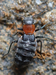 Endeodes collaris