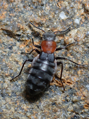 Endeodes collaris