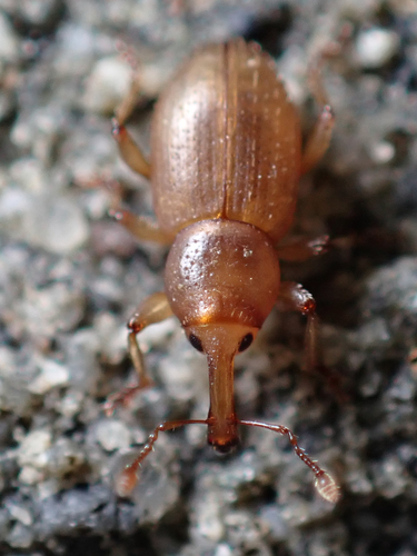 Thalasselephas testaceus