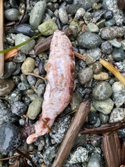 Apostichopus californicus