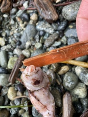 Apostichopus californicus