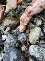 Apostichopus californicus