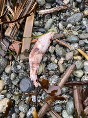 Apostichopus californicus