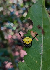 Gasteracantha remifera