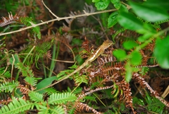 Diploderma polygonatum xanthostomum