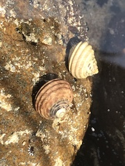 Austrocochlea constricta