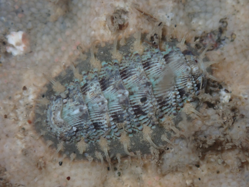 Mopalia porifera