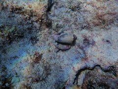 Macrostrombus costatus