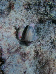 Macrostrombus costatus