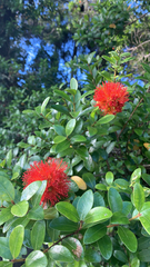 Metrosideros fulgens