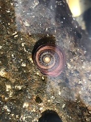 Austrocochlea constricta