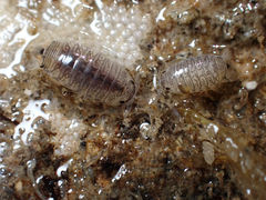 Cirolana harfordi