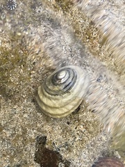 Austrocochlea constricta