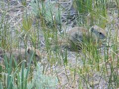 Urocitellus beldingi