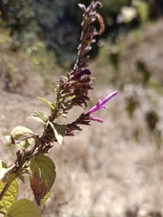 Salvia purpurea