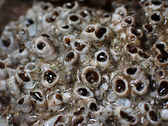 Dodecaceria fewkesi