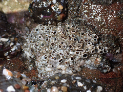 Dodecaceria fewkesi