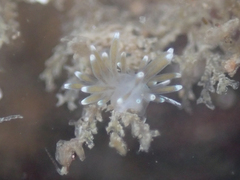 Cuthonella cocoachroma