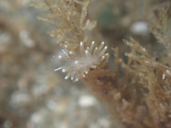 Cuthonella cocoachroma