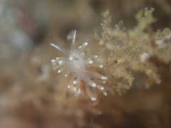 Cuthonella cocoachroma