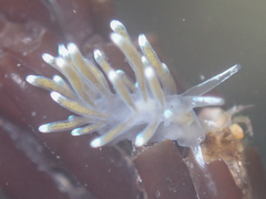 Cuthonella cocoachroma