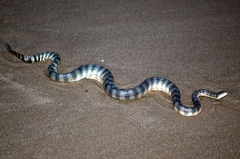 Hydrophis schistosus