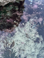 Calliarthron tuberculosum