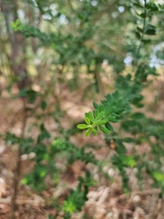 Genista monspessulana