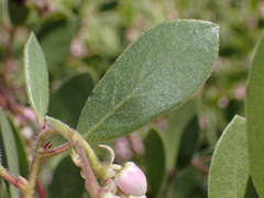 Arctostaphylos bakeri bakeri