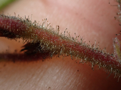 Arctostaphylos bakeri bakeri