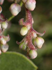 Arctostaphylos bakeri bakeri