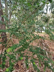 Genista monspessulana