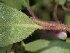 Arctostaphylos bakeri bakeri