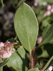 Arctostaphylos bakeri bakeri